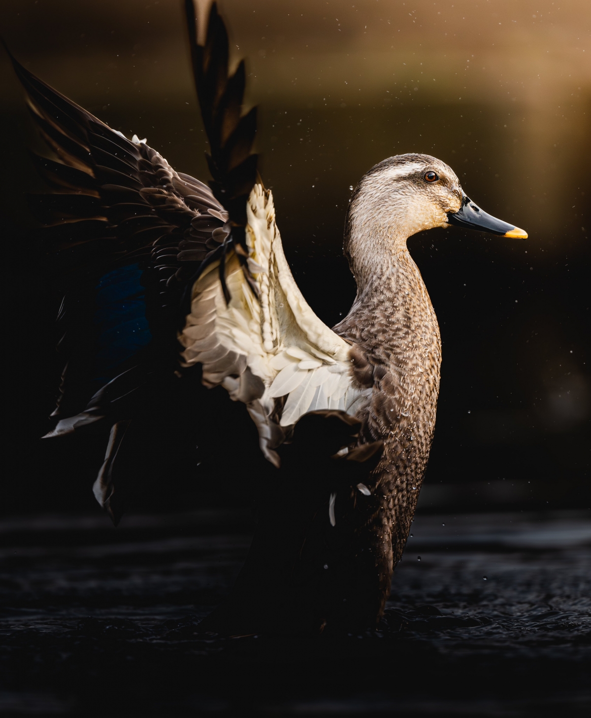 推特話題:價值200萬的瞬間照