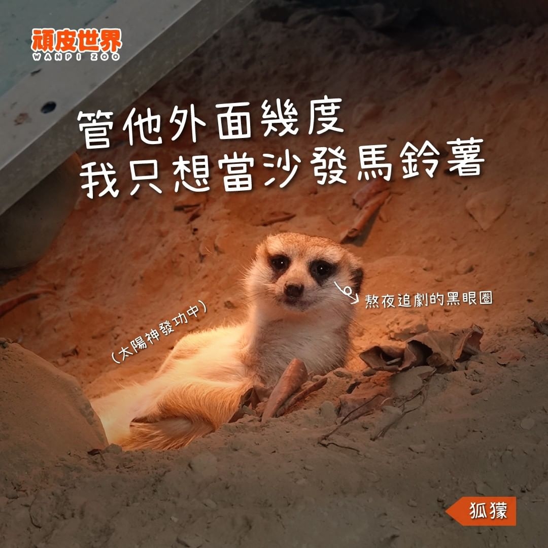 來頑皮世界讓可愛動物們陪伴你過生日!