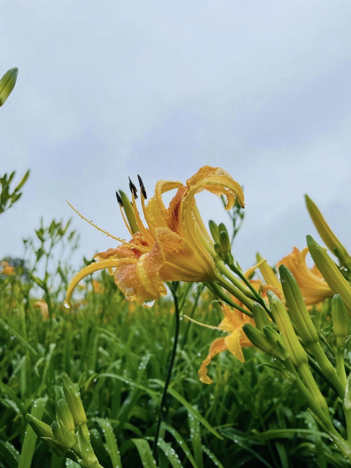 淋濕的金針花依然很美♡