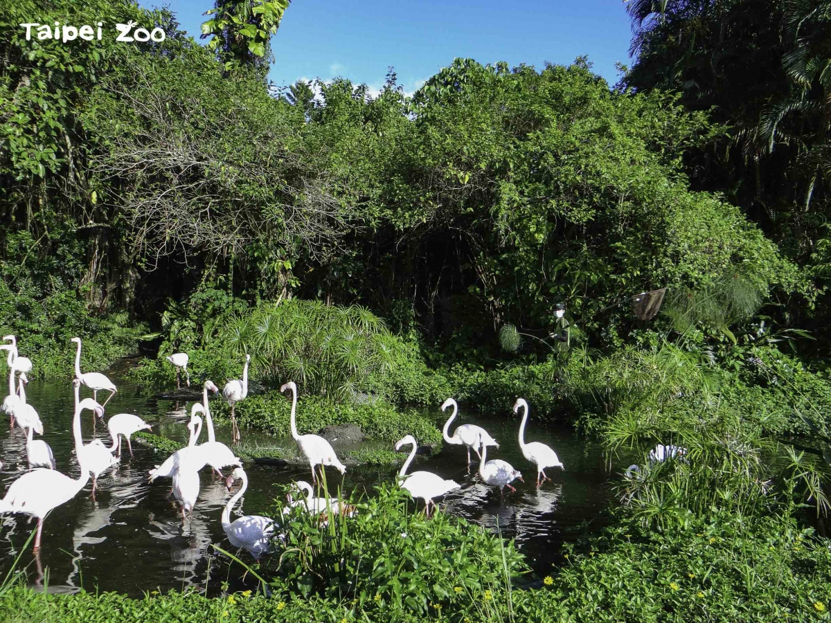 「門面擔當」大紅鶴回歸迎賓