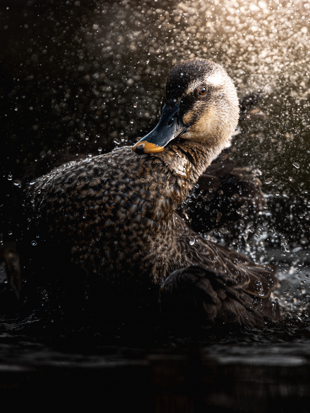 推特話題:價值200萬的瞬間照