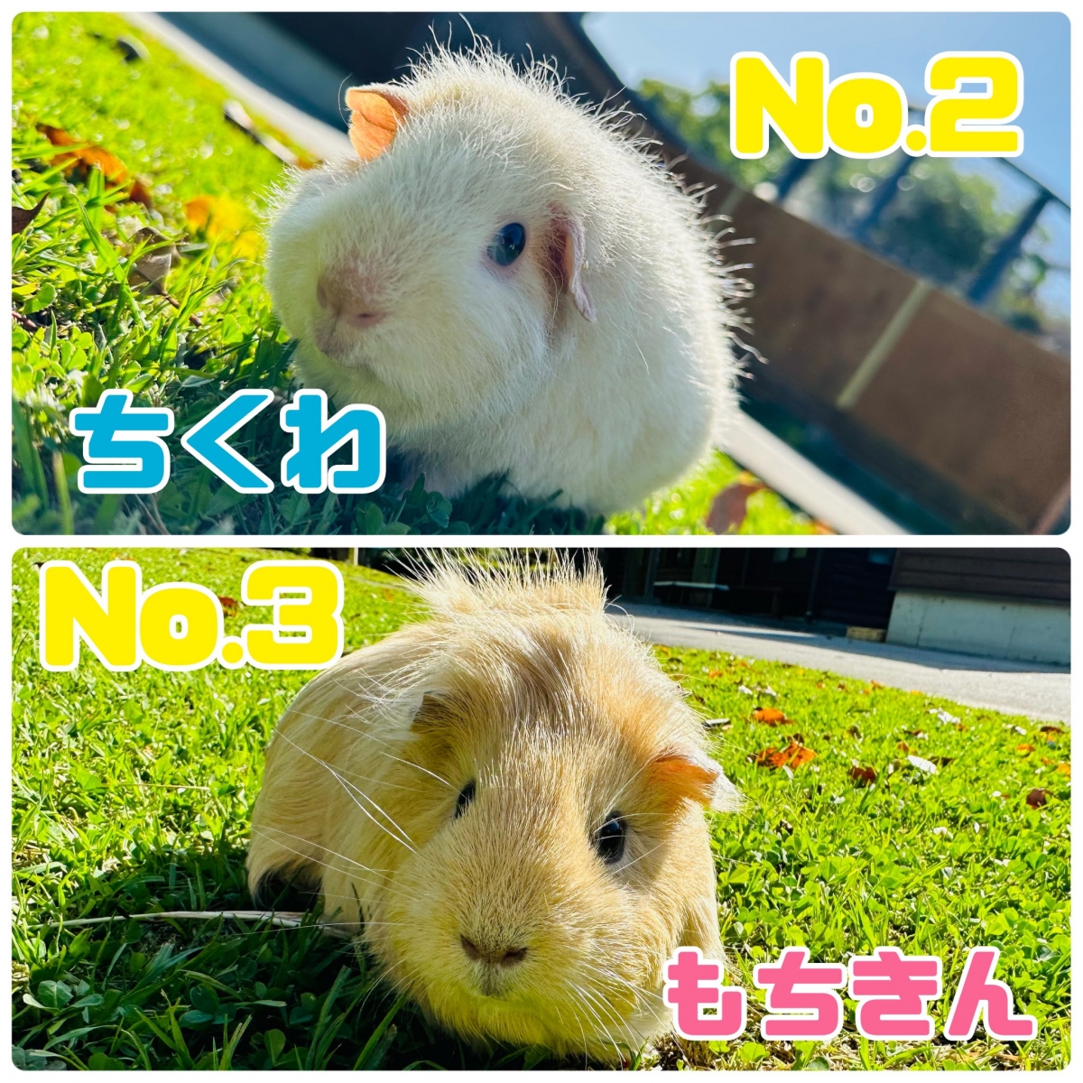 園方公開得獎名單