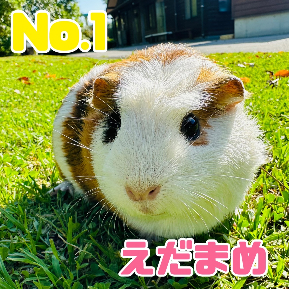 園方公開得獎名單