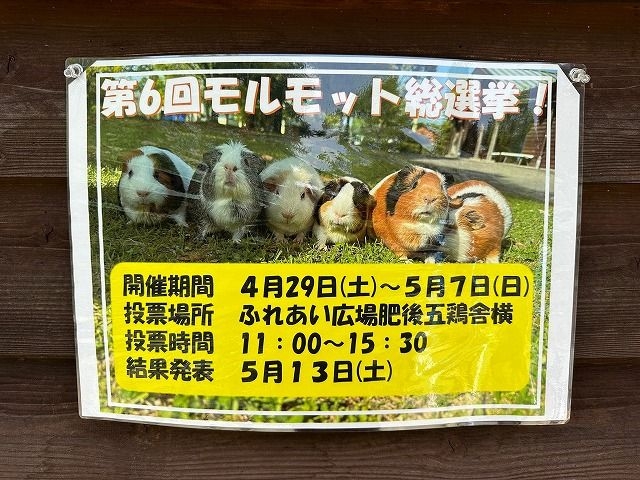 只能投給一隻天竺鼠