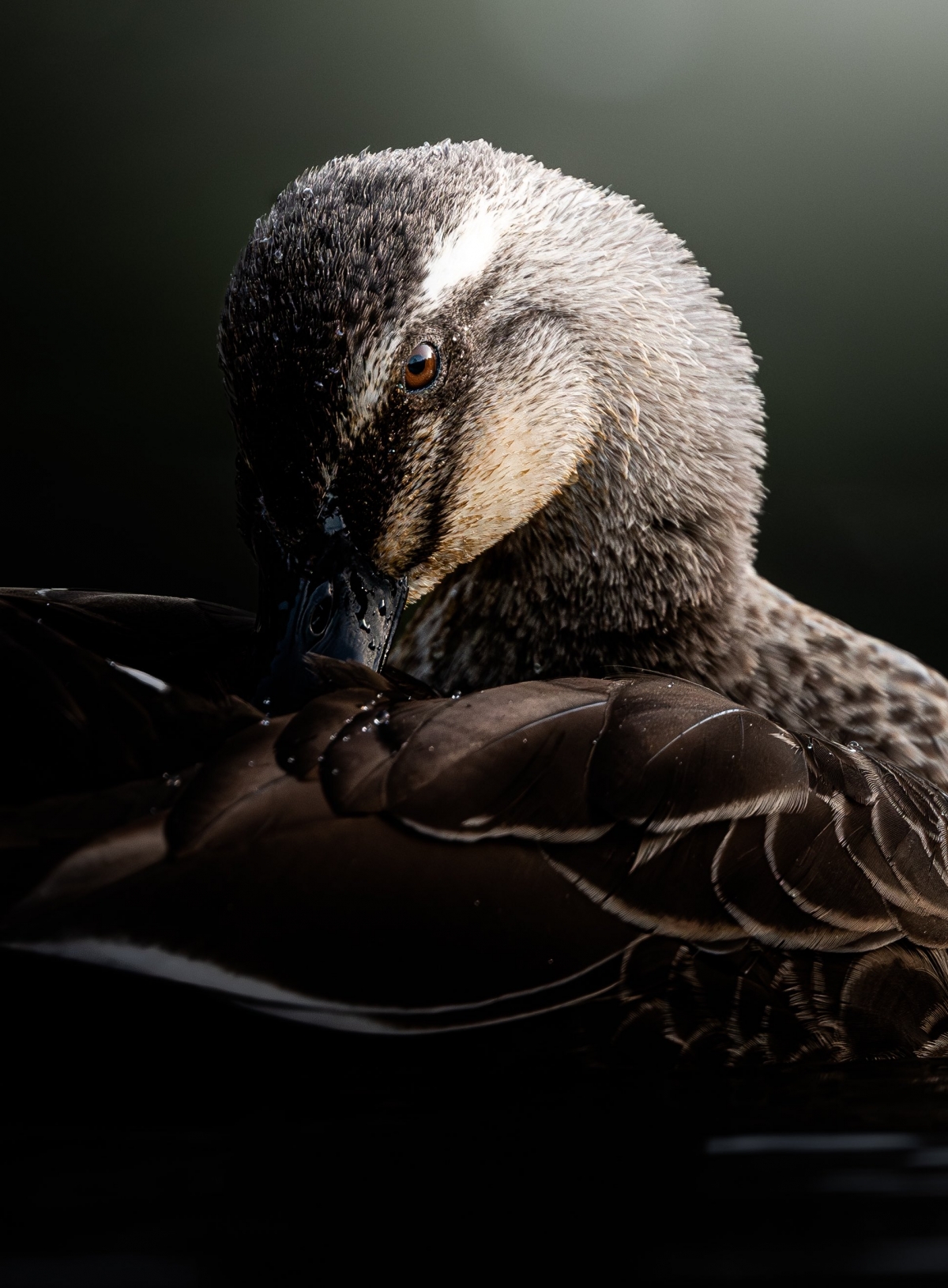 推特話題:價值200萬的瞬間照