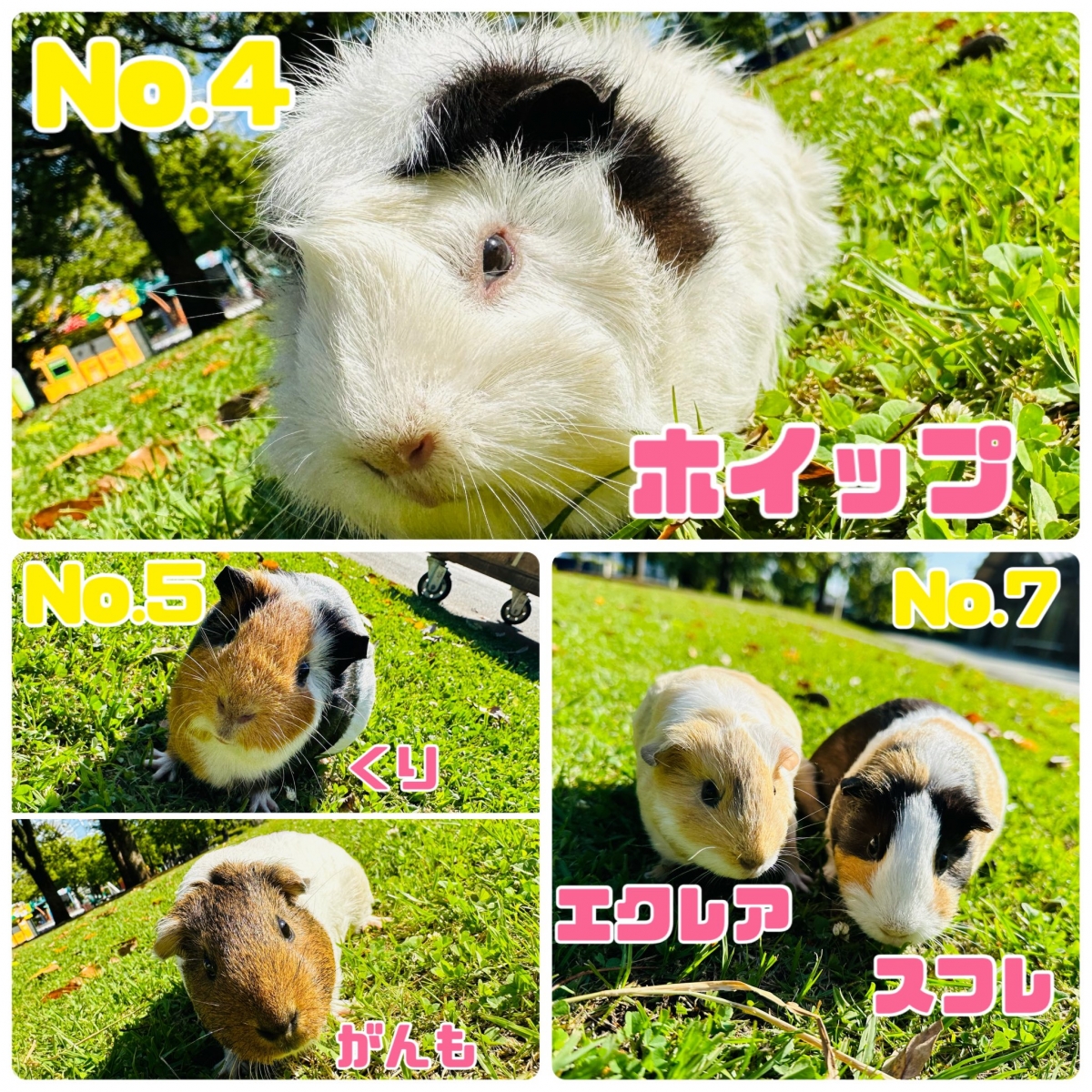 園方公開得獎名單