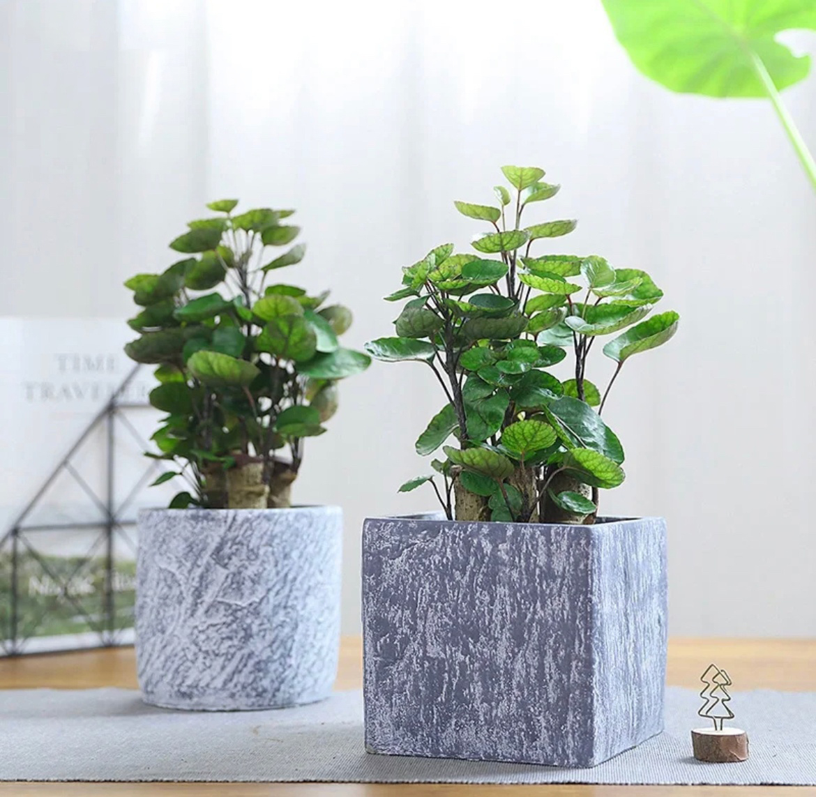 提升偏財運的方法2：將陽台整理乾淨、好好照顧盆栽