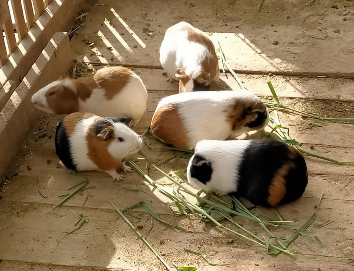 陽榮農場可以餵小動物