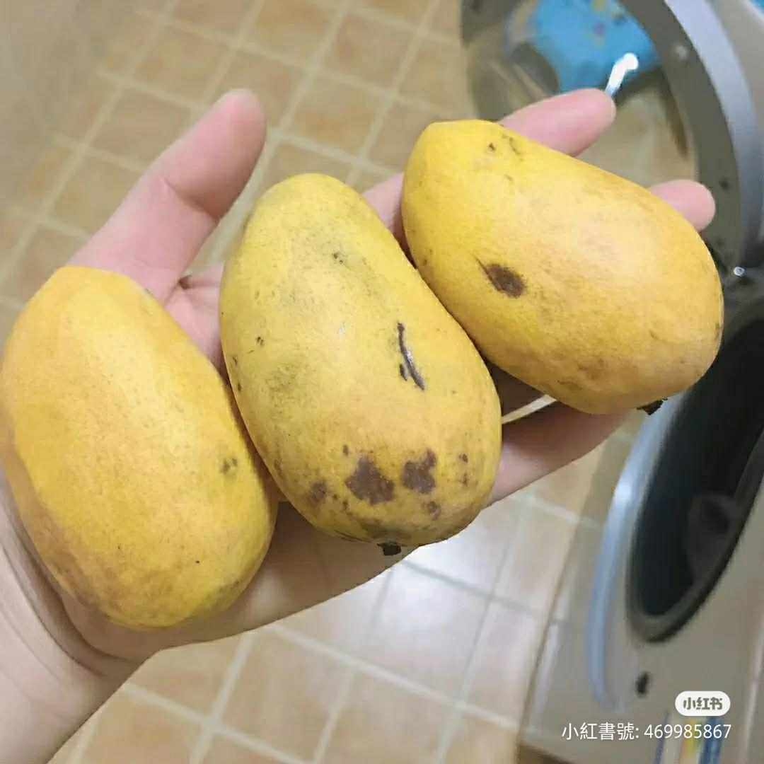 大陸年輕人突然流行起養芒果核