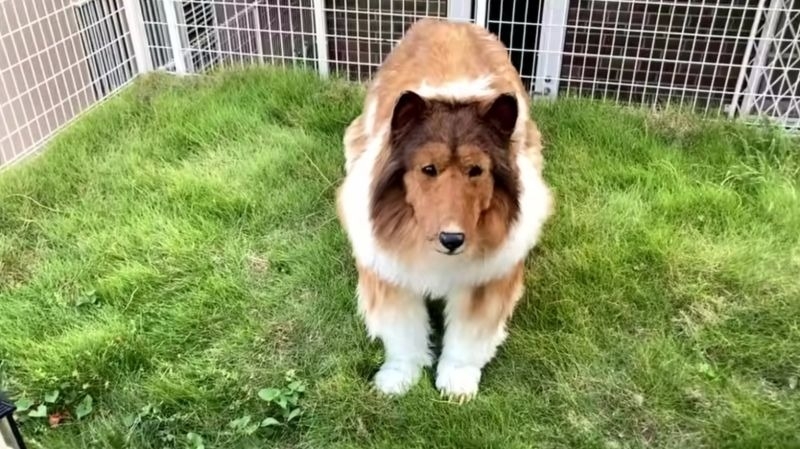 男子都穿狗狗裝出門