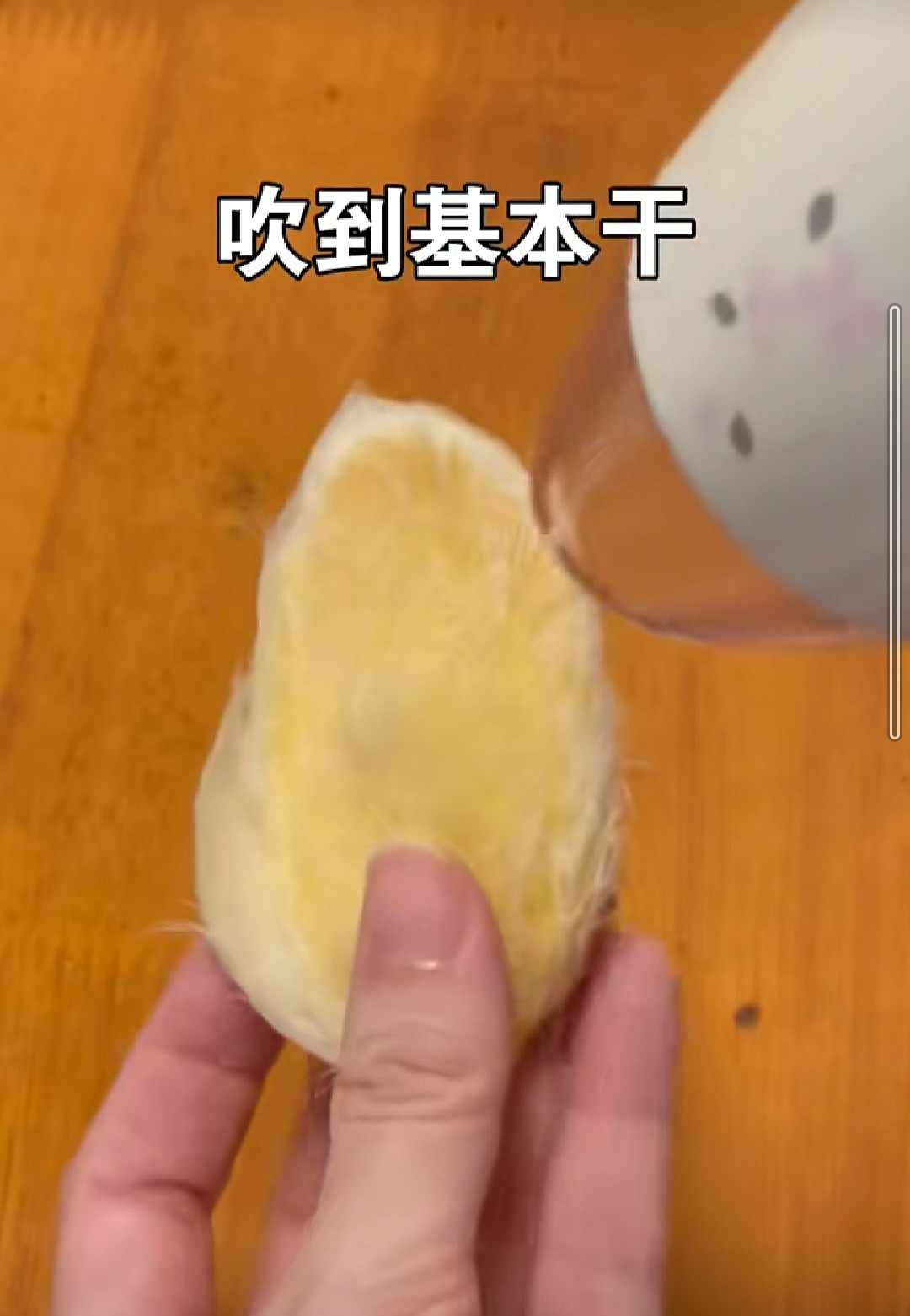 芒果核要用吹風機吹到乾