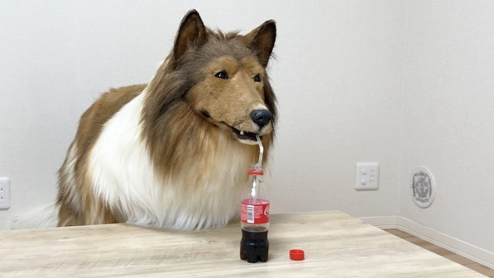 穿狗狗裝喝可樂