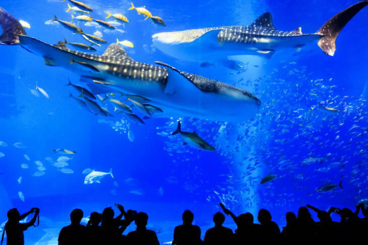 沖繩美麗海水族館是許多台灣人必去的人氣景點，現在也可以以悠遊卡消費了！