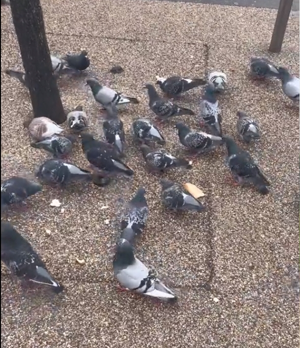 巴黎街頭的鴿子數量非常多又兇殘