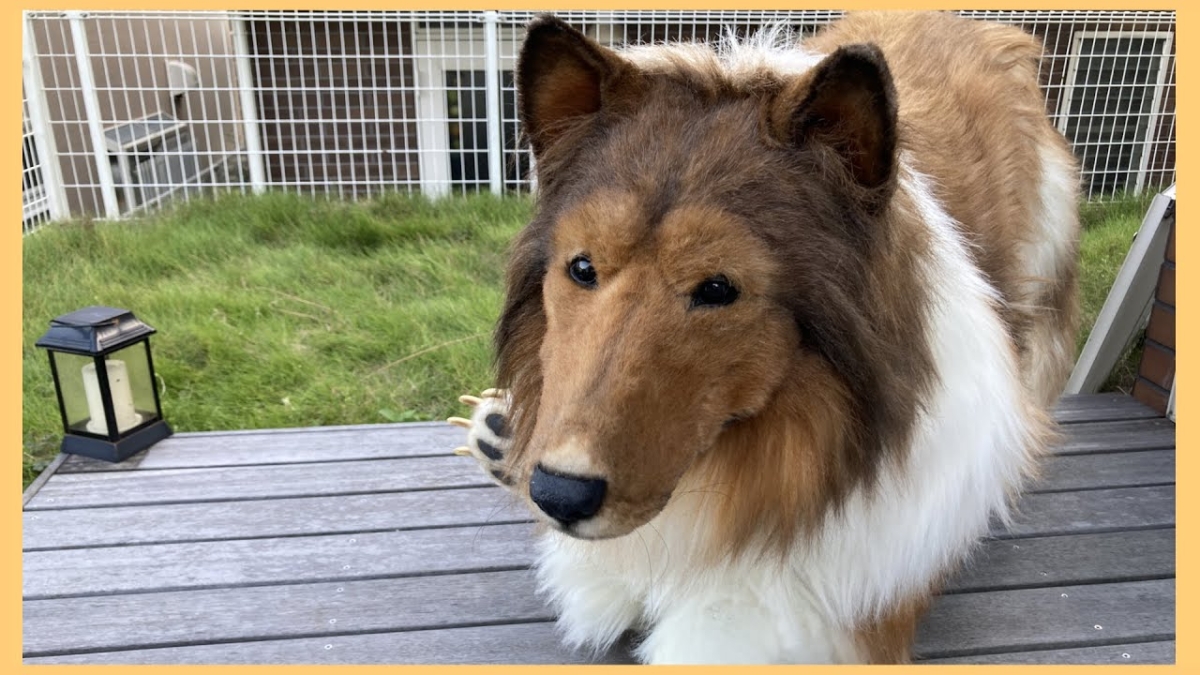 日本男子砸200萬製作精緻狗狗裝