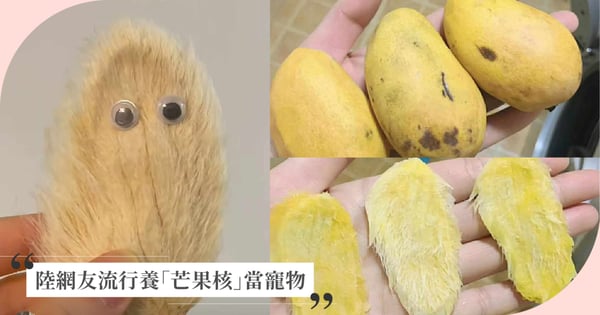 2023超ㄎㄧㄤ回顧：陸網友流行起養「芒果核」當寵物！定時梳毛體驗養貓狗毛孩的快樂？