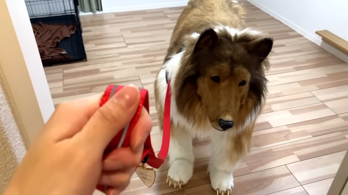 日本男子透露自己很喜歡被牽著