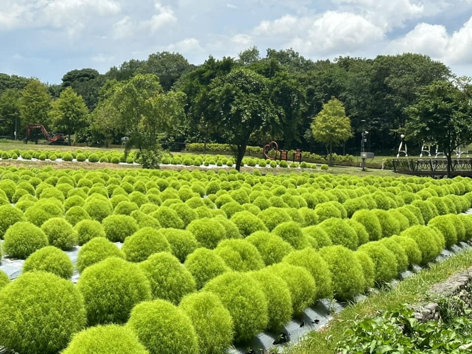 宜蘭冬山「波波草」景點盛開中