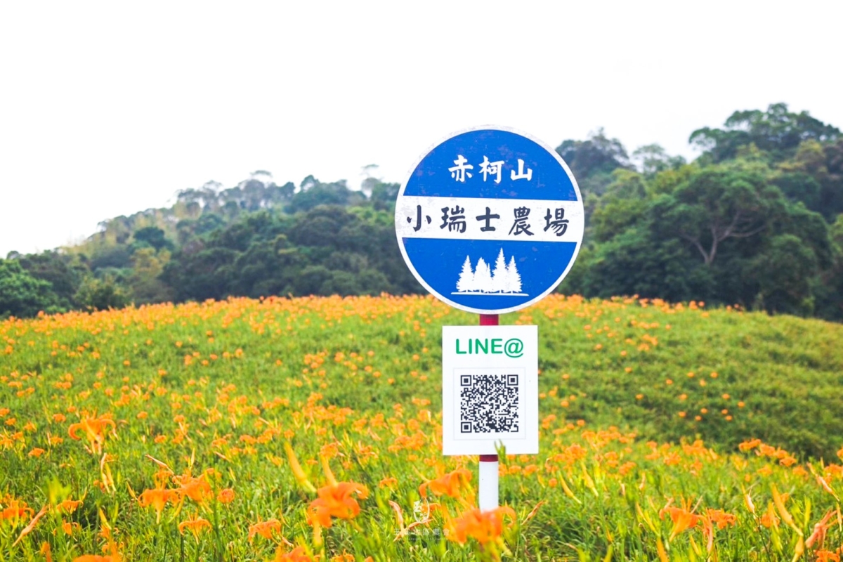 赤科山金針花季時間
