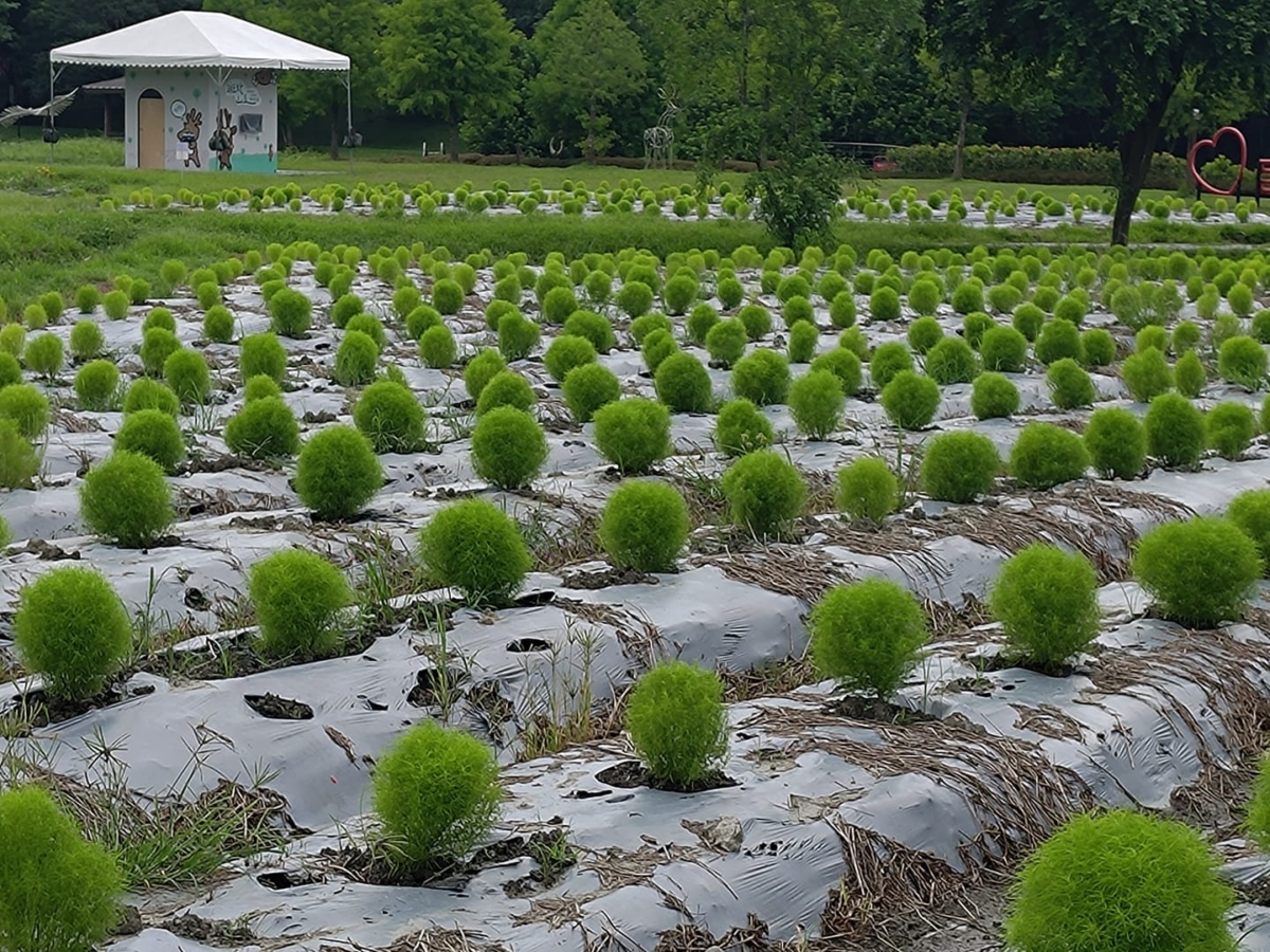還沒長大的宜蘭冬山「波波草」