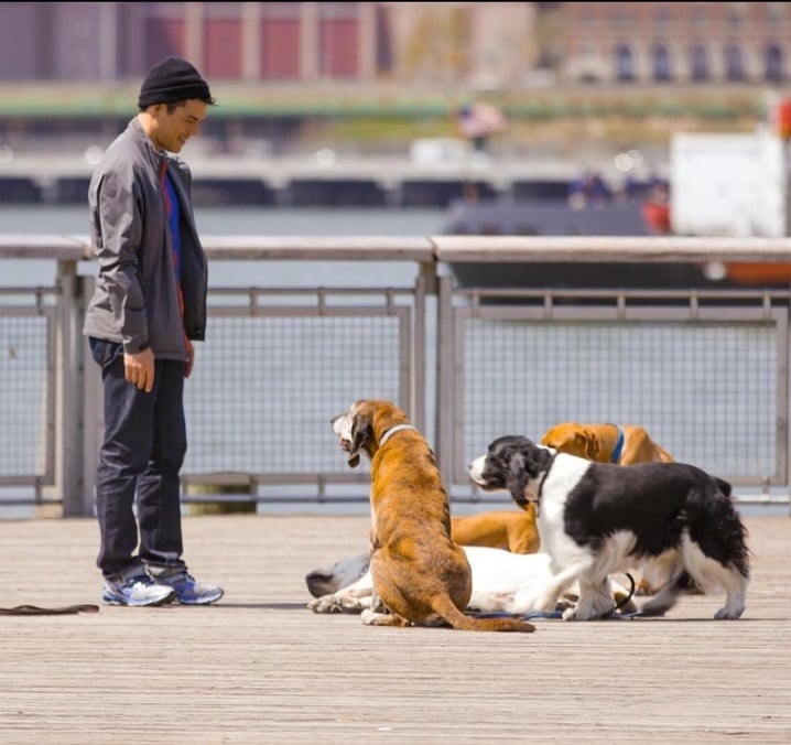 Ryan透露遛狗業在紐約其實相當競爭