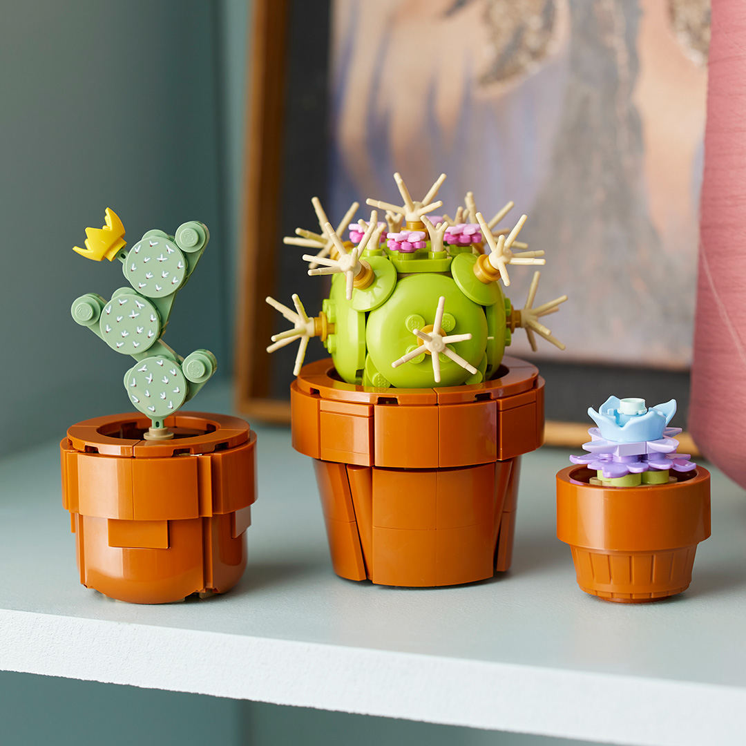 多肉植物是熱帶植物代表