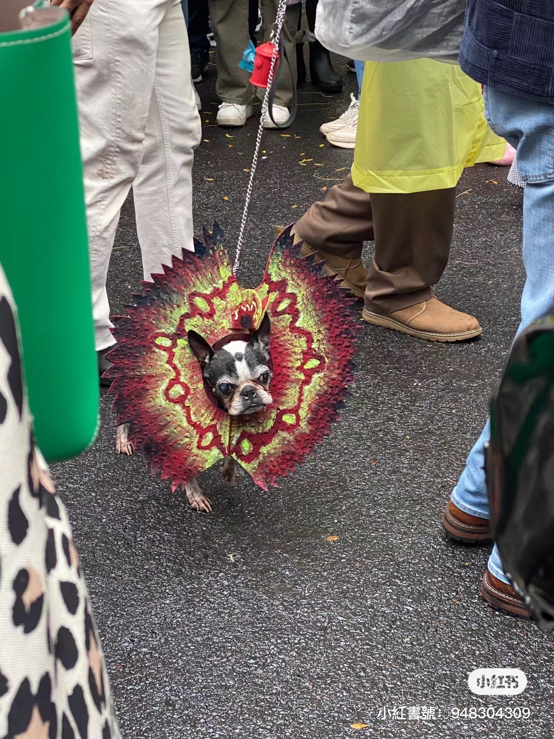 傘蜥蜴狗狗