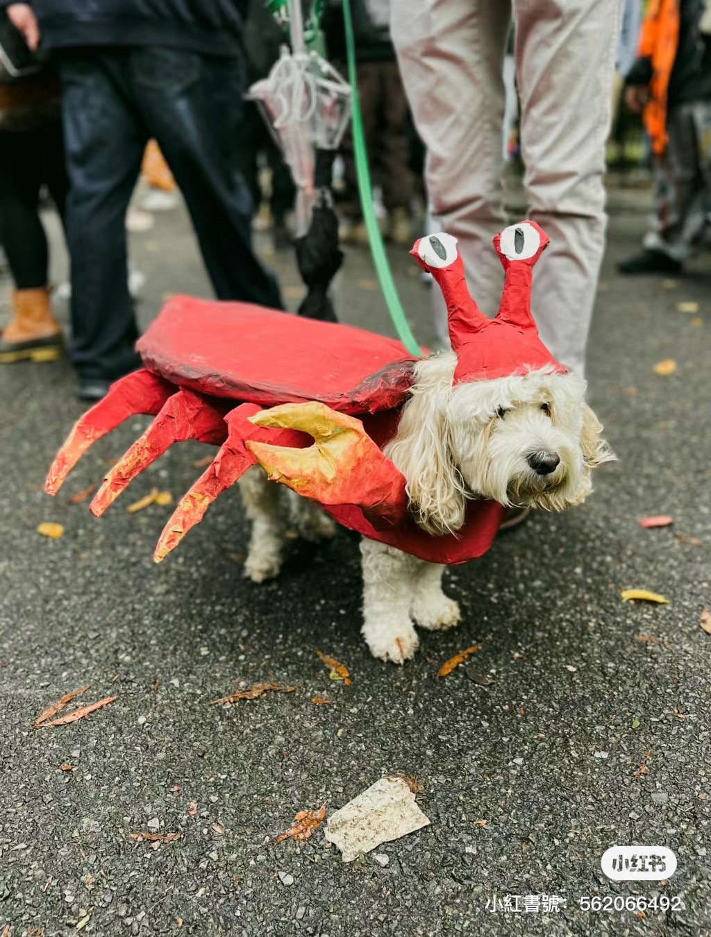 螃蟹狗狗