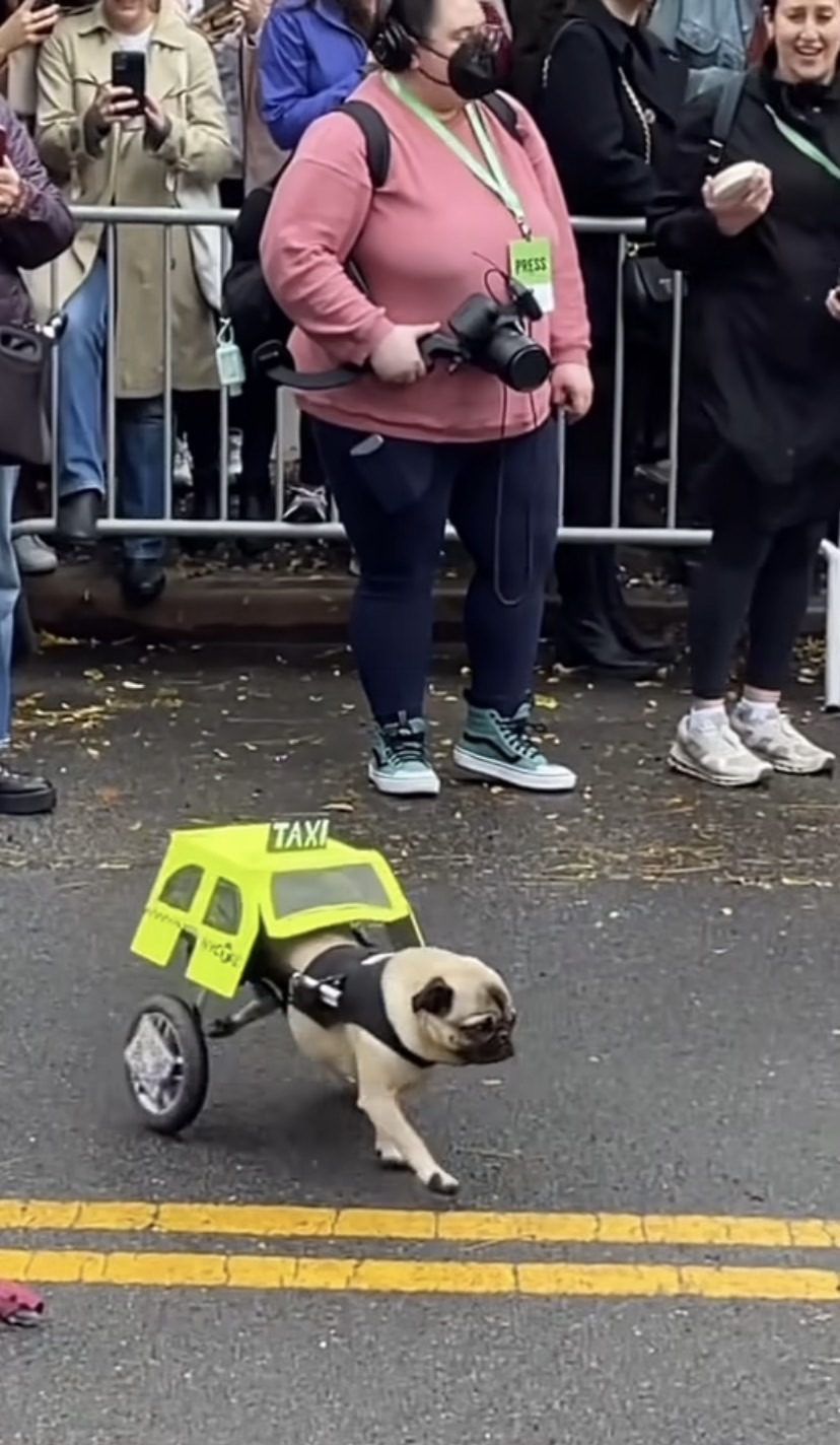 計程車狗狗