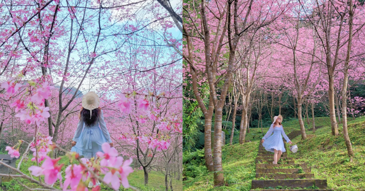 園區內的知名賞櫻區櫻花林