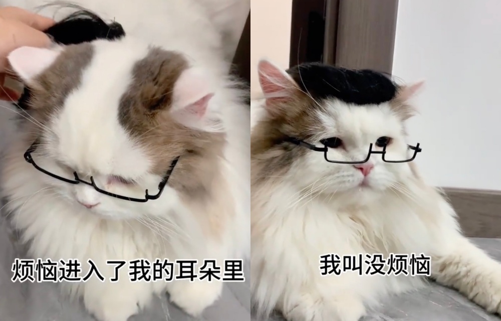 主人時常拍影片自嘲自己的貓咪禿禿