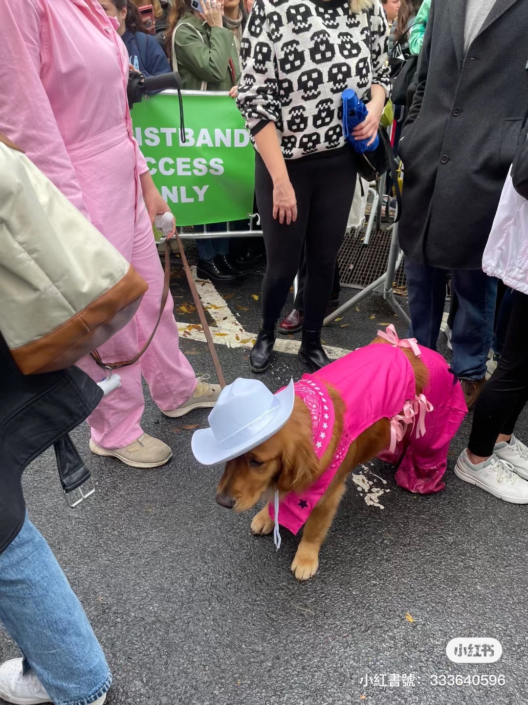 狗狗裝扮成Barbie的模樣看看來也很時尚