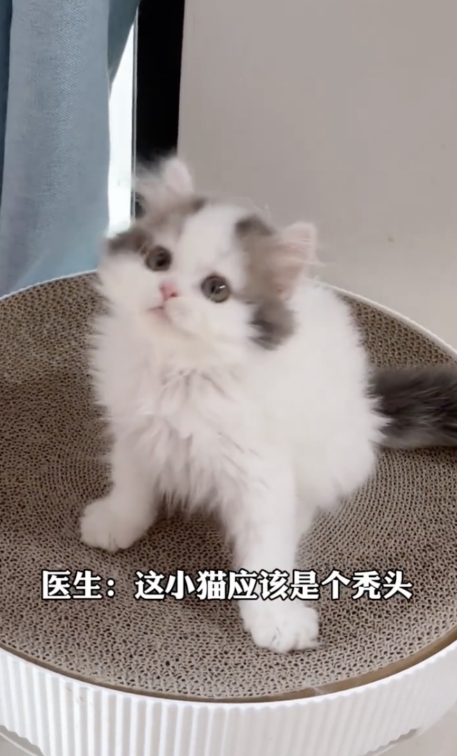 禿禿小時候髮際線還很靠近