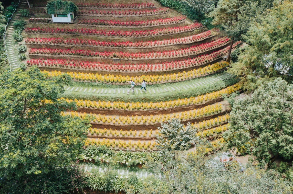被黃、紅兩色火焰雞冠花圍繞的超美步道