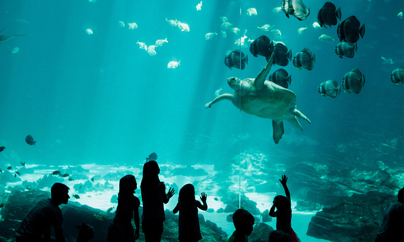 巨大的海龜在海底世界當中漂流令人驚嘆。