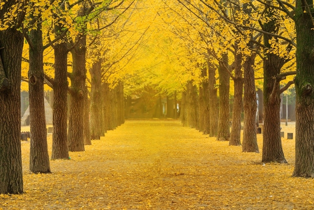 南怡島是韓劇冬季戀歌的拍攝地