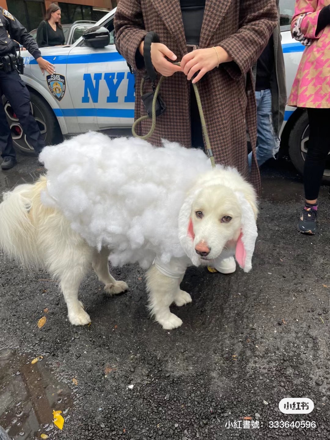 綿羊狗狗
