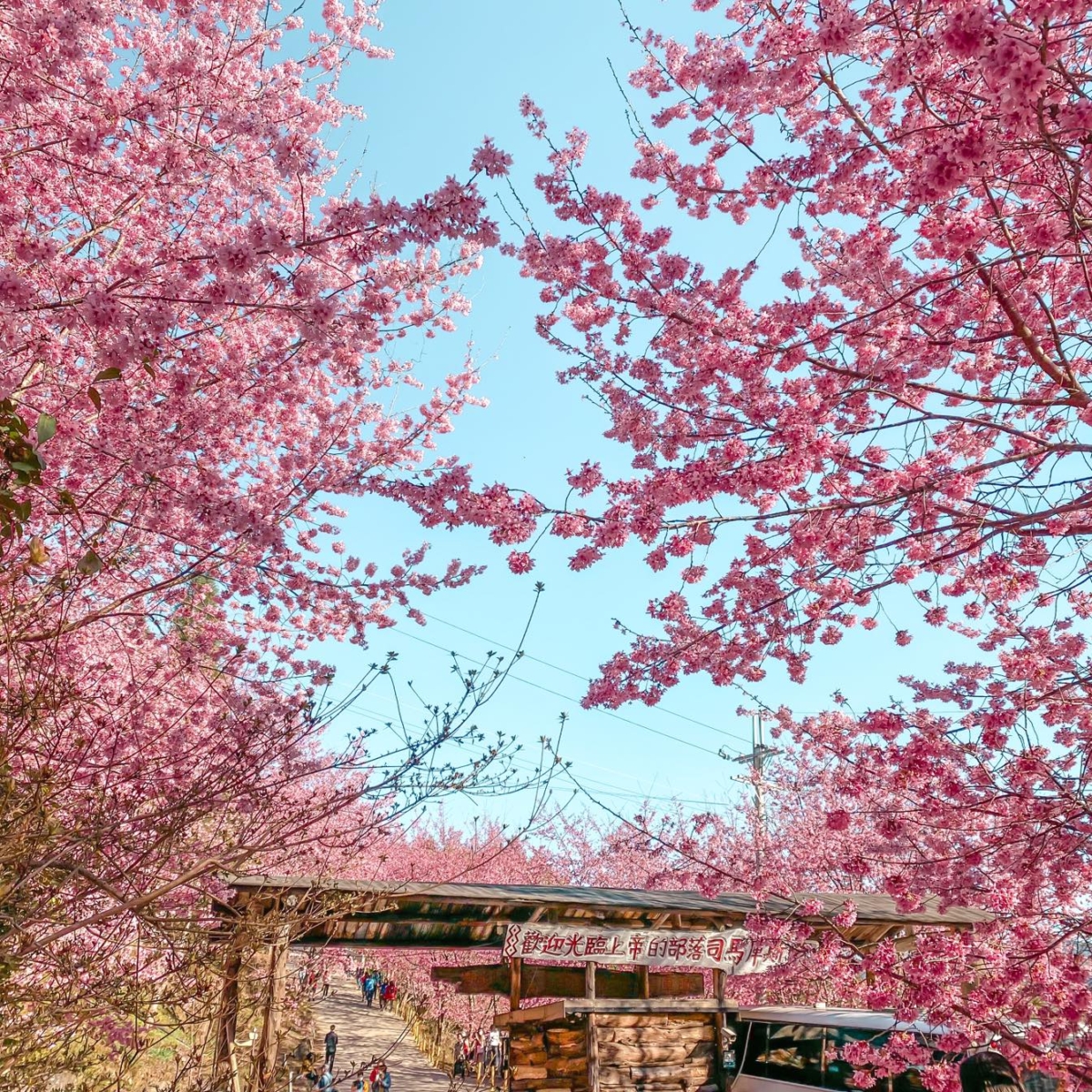 司馬庫斯櫻花季