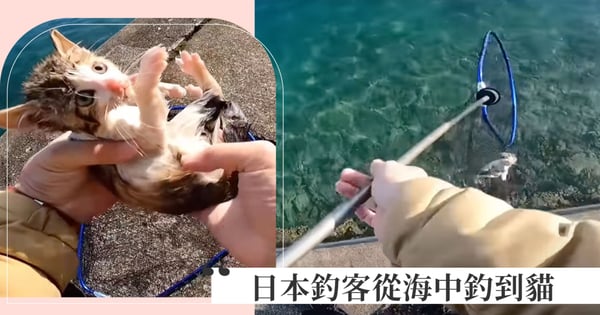 釣魚釣到貓?日本釣客從海中釣到貓,從此頻道畫風大轉變「流量飆升」,網友:「彼此的福星沒錯了」