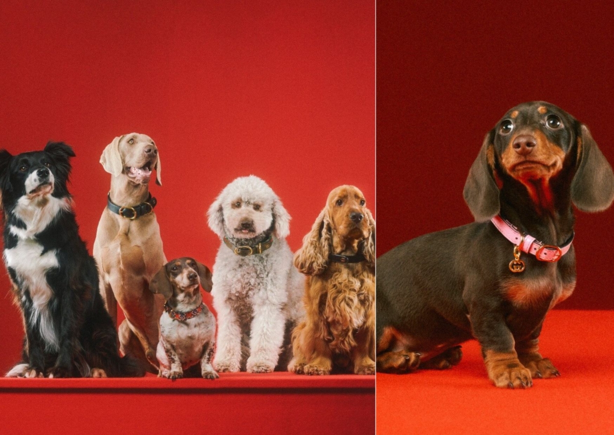 （右）超小型寵物頸圈，HK$ 3,450