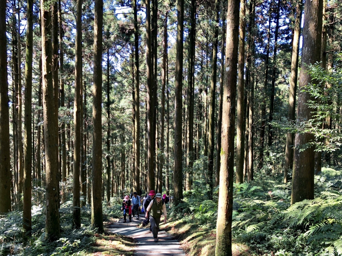 桃園東眼山國家森林遊樂區寧靜優美,山林靜謐充滿綠意。