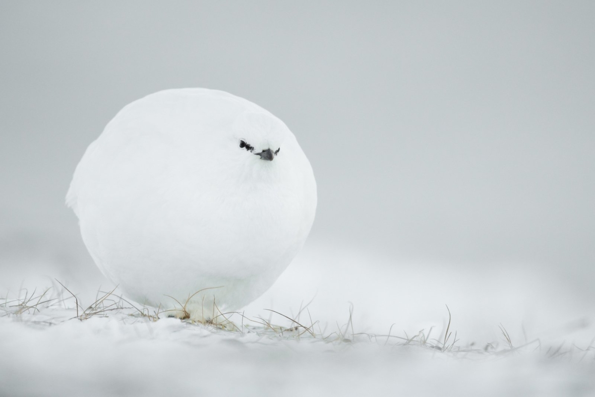 「雪球」：在寒冷的斯匹次卑爾根島，一隻全身被雪包覆的岩雷鳥，像顆有眼睛的雪球超級可愛