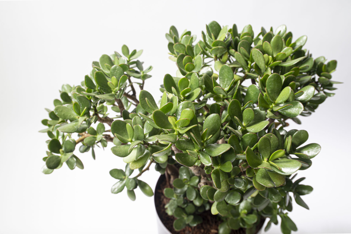 2024招財植物推薦2:發財樹