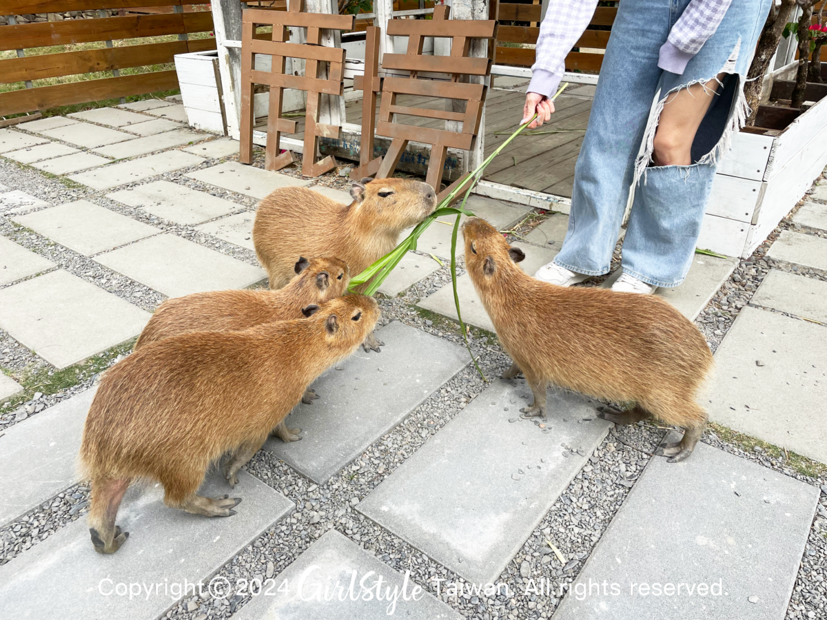 超萌小水豚也能夠互動餵食