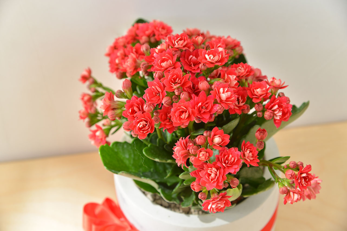 2024招財植物推薦1:好運花