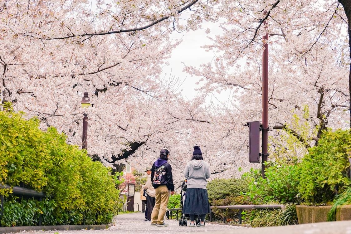一年一度日本櫻花季是台灣人出國旅遊旺季