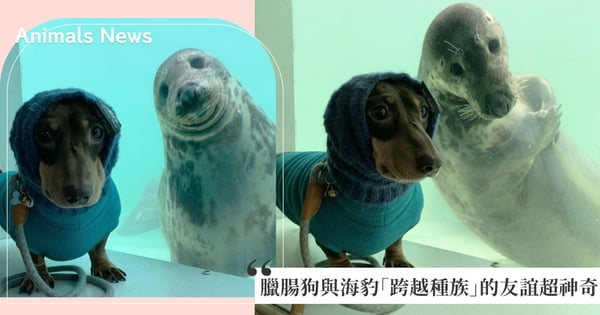 一見如故！臘腸狗與海豹「對視」後秒成為朋友，跨越種族的友誼超多互動萌照融化網友♡