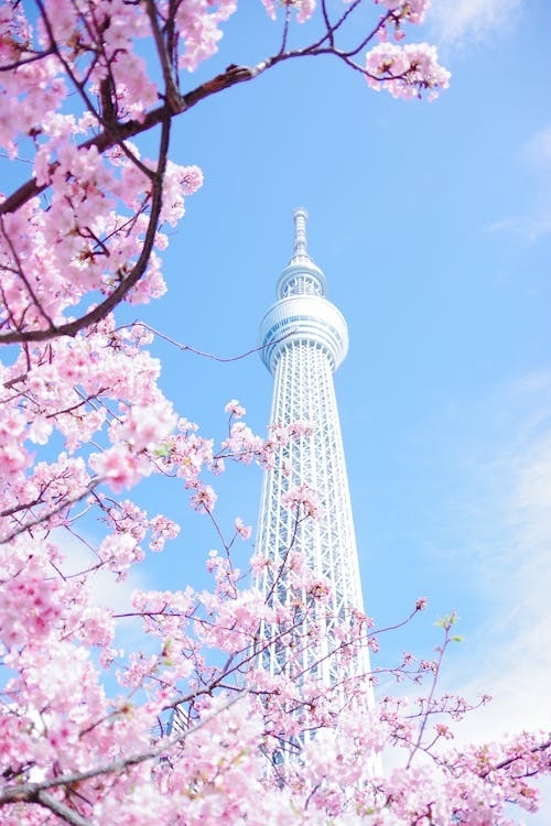 東京櫻花季,晴空塔是必拍地標