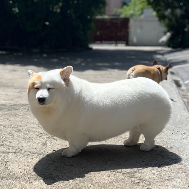 擁有5.6萬粉絲的泰國白色柯基「Meringue」