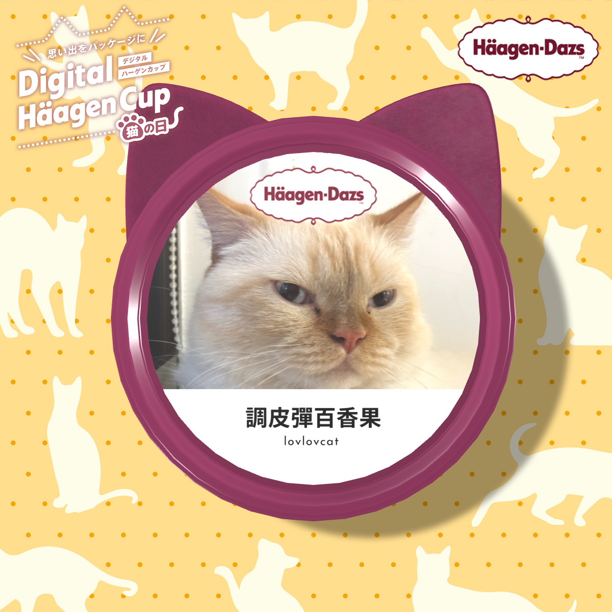用自家貓咪打造出哈根達斯杯